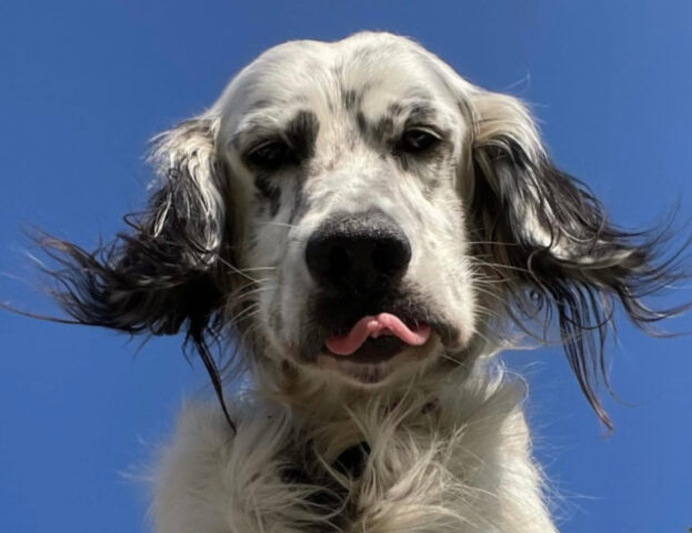 5 foto di particolarissime espressioni canine che vi faranno sicuramente chiedere cosa gli passa per la testa