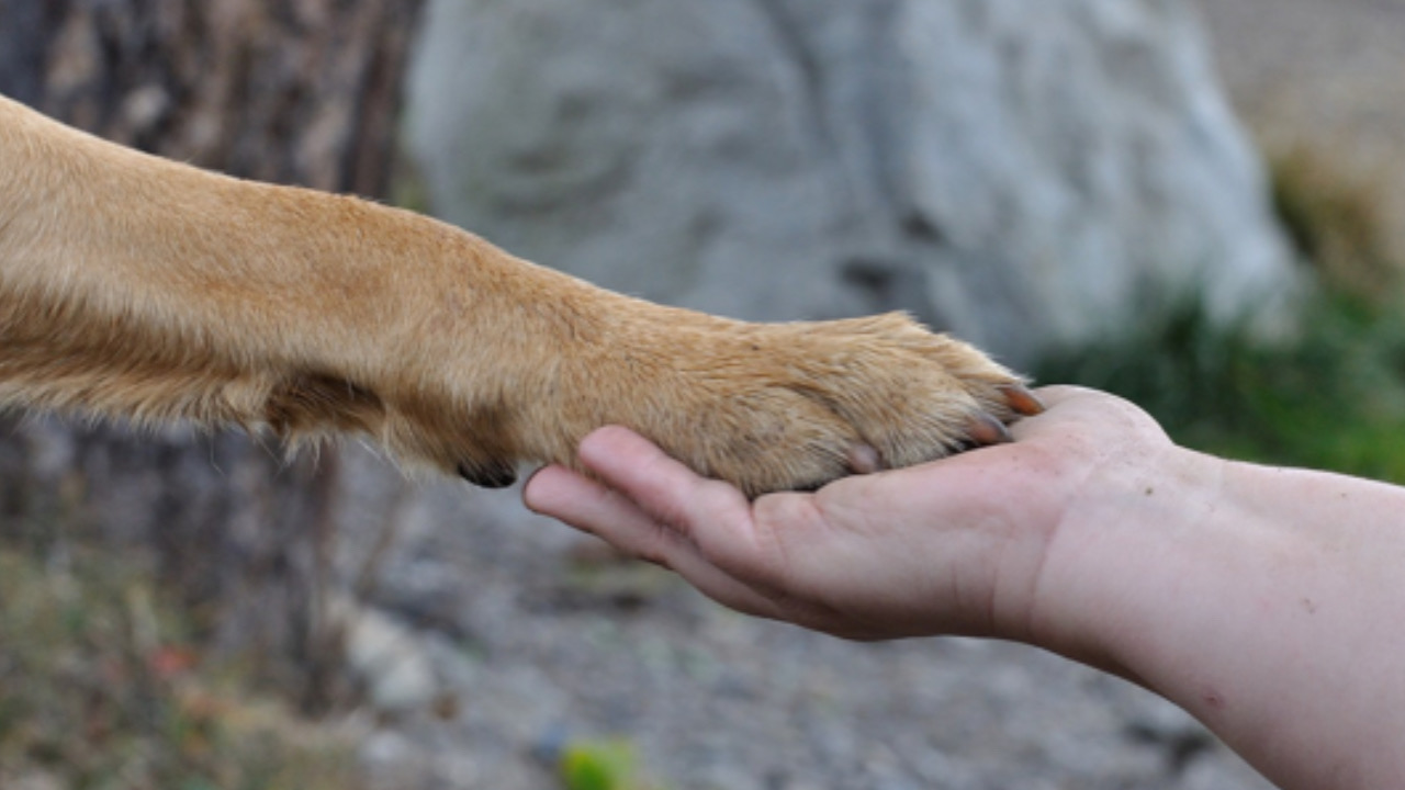 Zampa nella mano