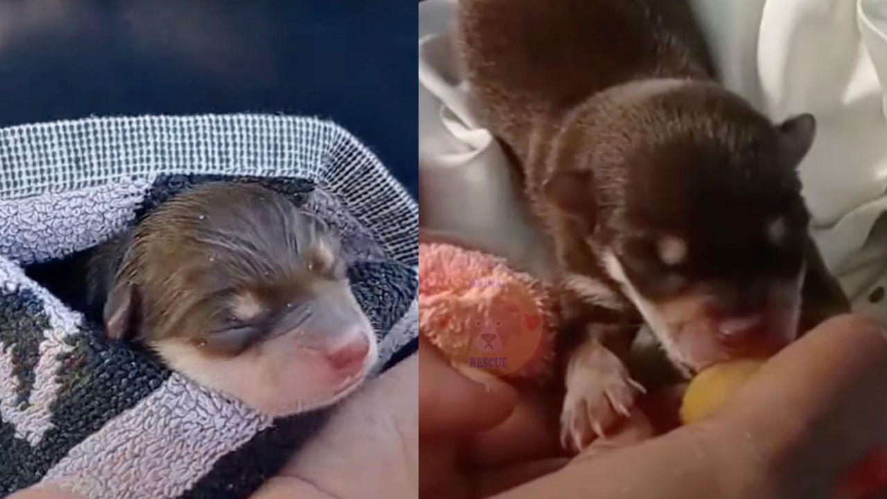 Cucciolo di cane abbandonato