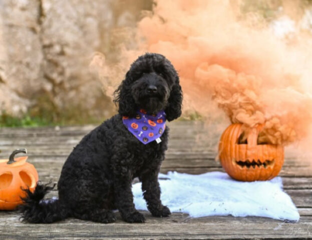 Adorabili e autunnali: cinque foto di cani che si trovano perfettamente a loro agio tra le zucche