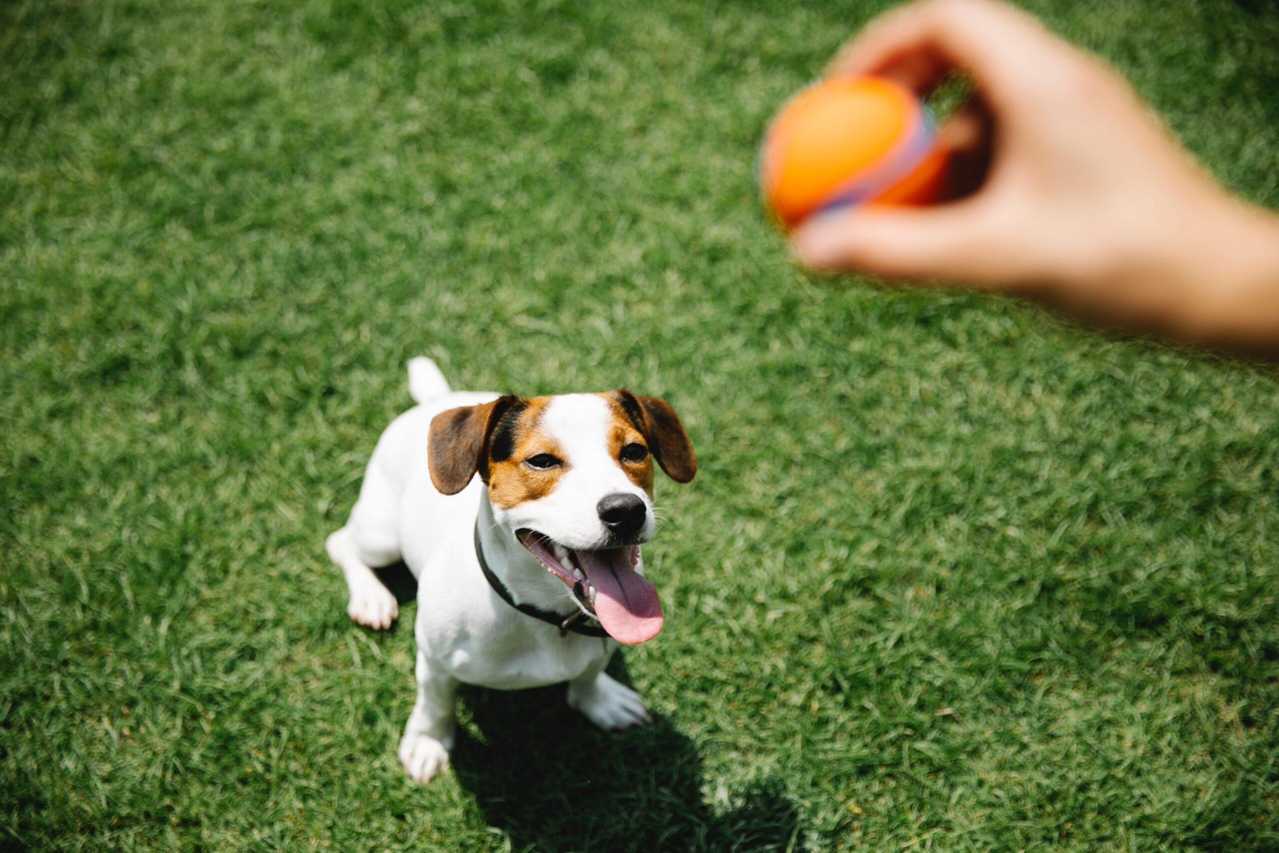 cane aspetta pallina