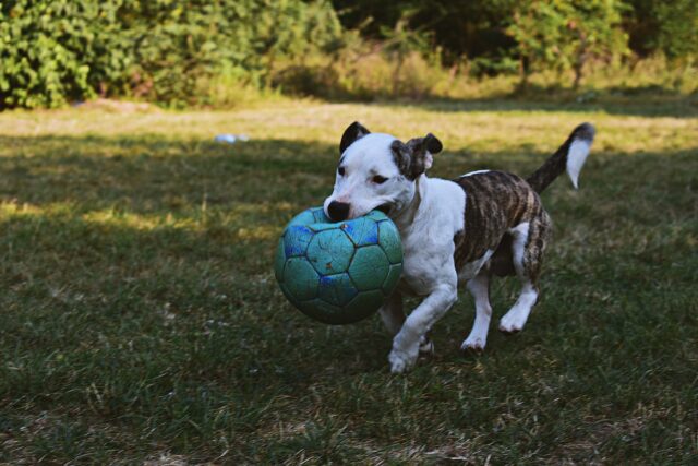 Perché ai cani piace il riporto?