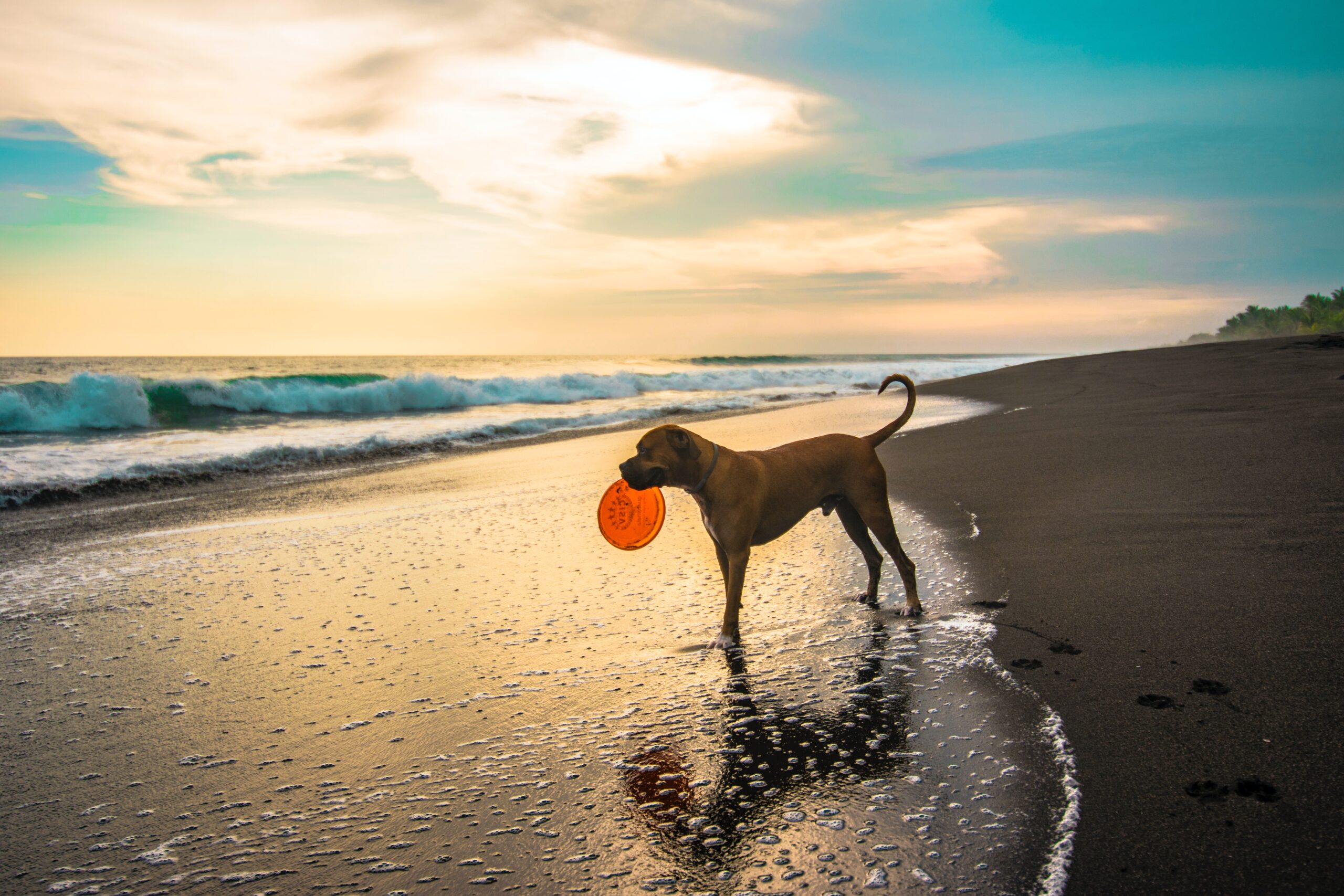 cane con frisbee