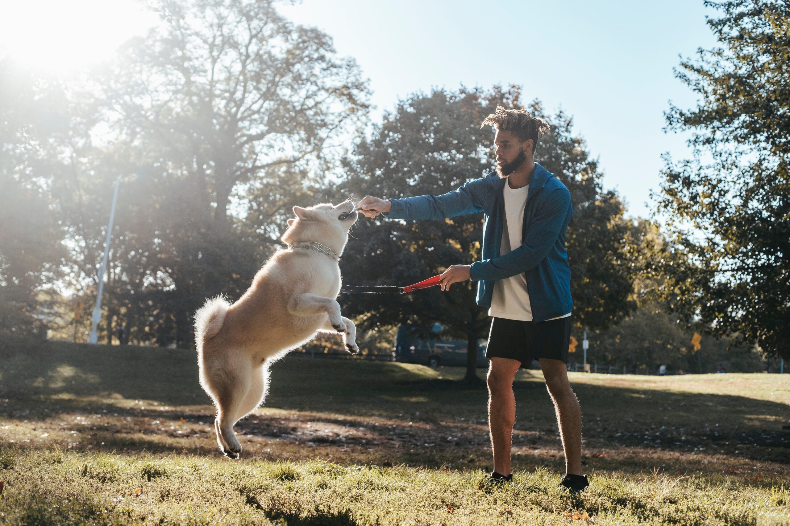 addestramento del cane