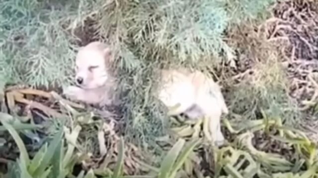 Bloccato nella foresta, solo e triste, il cucciolo di cane tiene la mano del soccorritore appena si accorge di lui