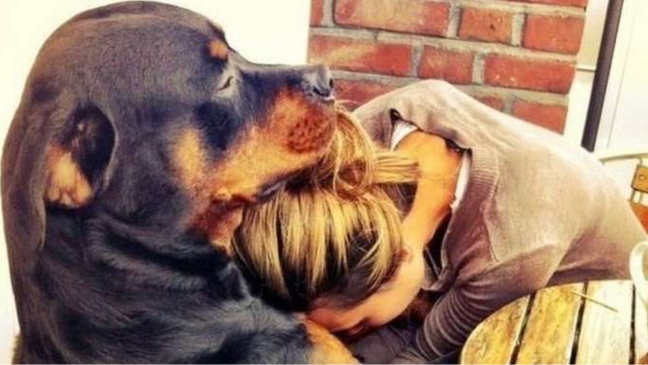 cane abbraccia padrona