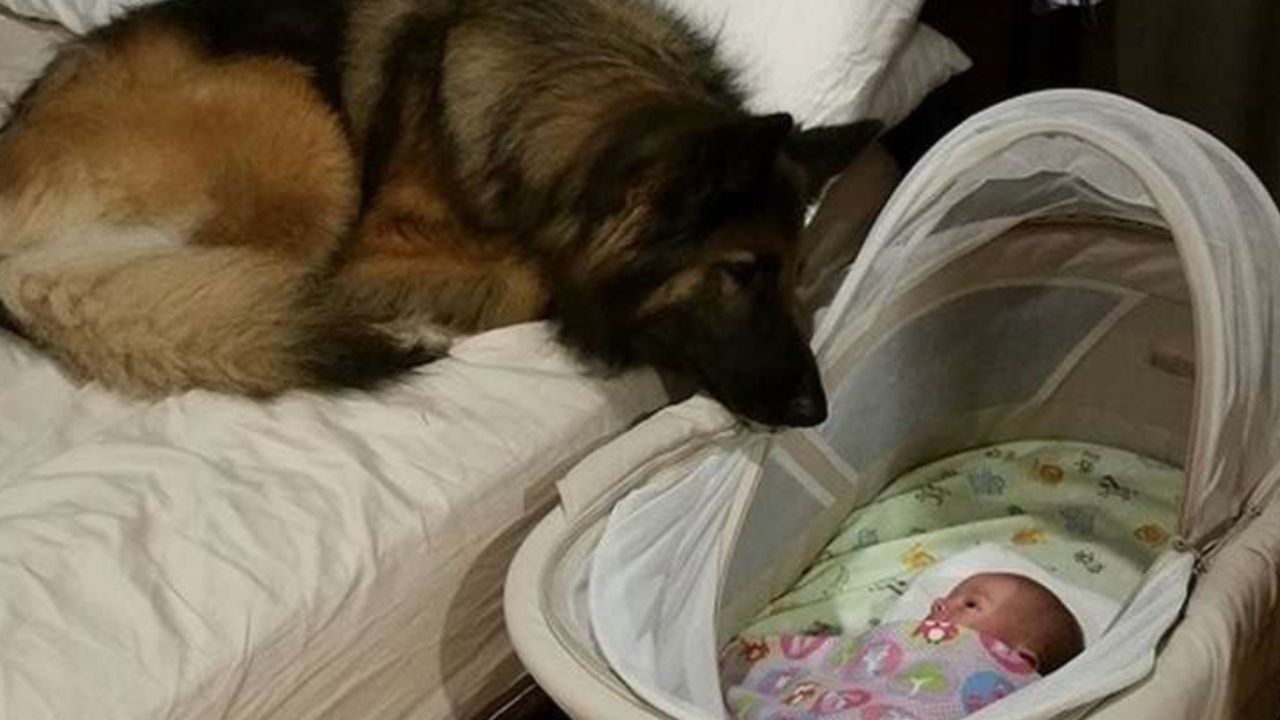 cane protegge bambino