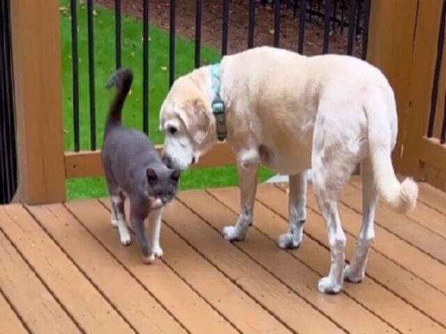 Chi è questo intruso? I cani che trovano il gatto del vicino nella loro cuccia sono quantomeno confusi