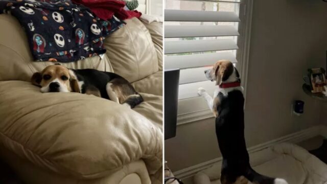 Dopo ben nove anni in una gabbia da laboratorio, questo Beagle capisce finalmente cos’è la felicità