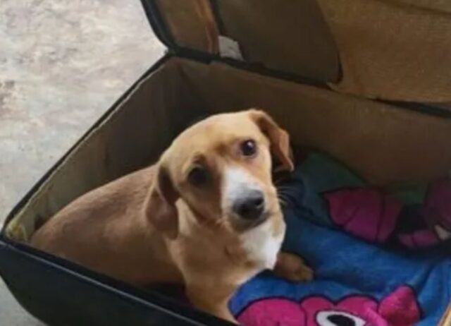 Dopo una vita tristissima questa cagnolina sta affrontando un viaggio enorme per incontrare qualcuno che la ami