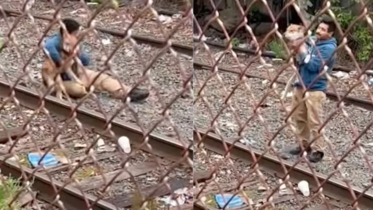 Cane sui binari del treno