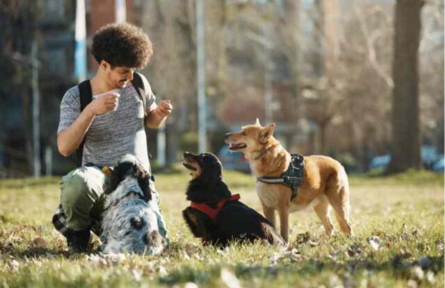 È italiano il dog sitter da record, gestisce 28 cani: “Ho trovato il lavoro della mia vita”
