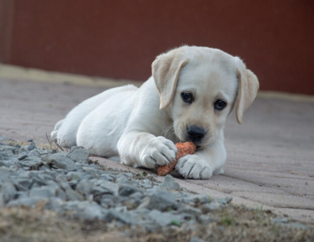 E se vi dicessimo che ora la scienza dice che i nostri cani potrebbero essere vegani e felici?