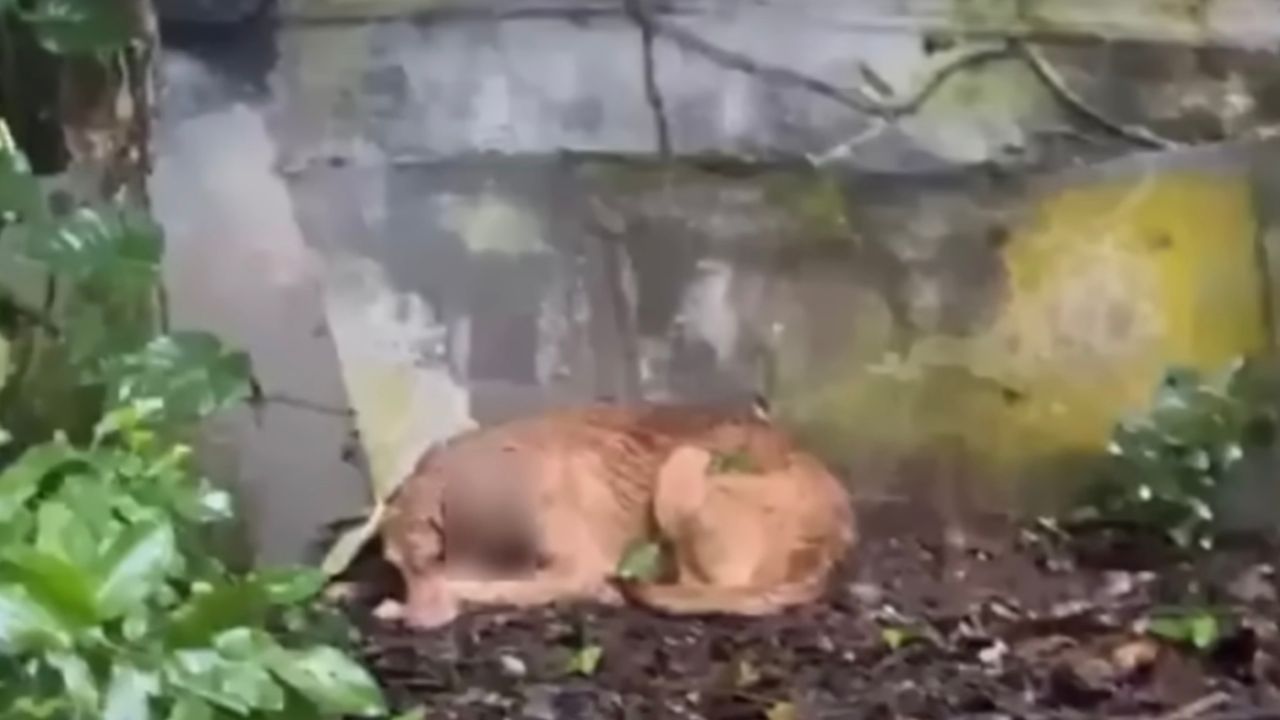 Cagnolina sotto la pioggia scrosciante