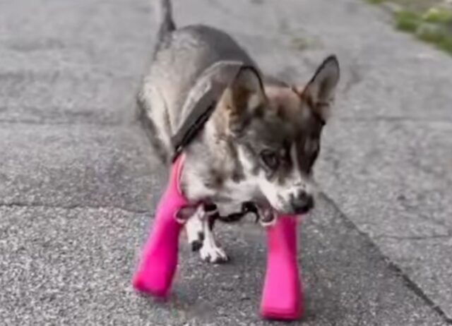Eccolo, è il primo dolcissimo momento in cui il cane senza zampe anteriori usa per la prima volta le sue protesi