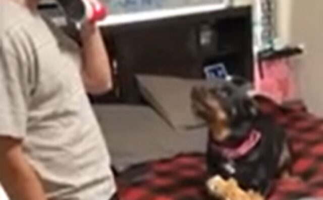 Fa finta di chiamare il veterinario al telefono: la reazione del cane diventa popolare sul web (VIDEO)