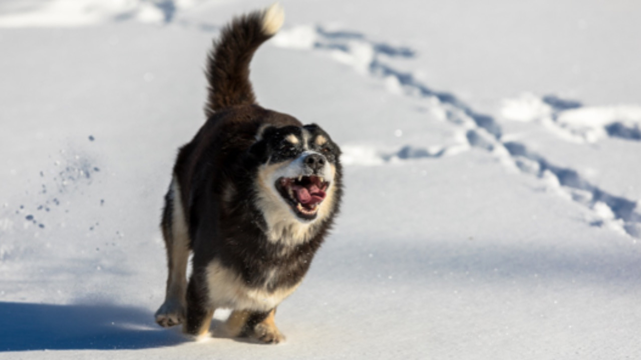 Cane corre felice