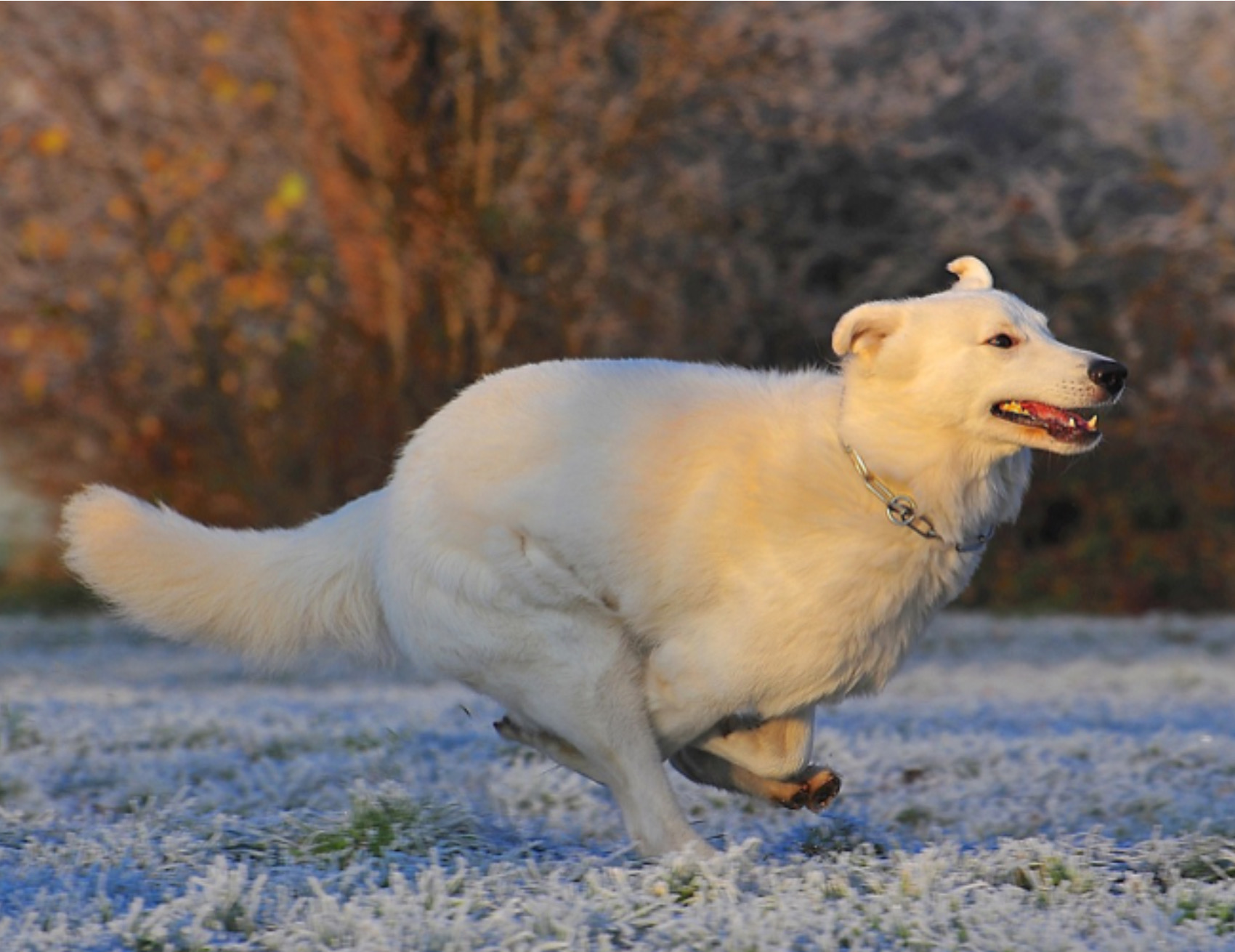 Cane corre