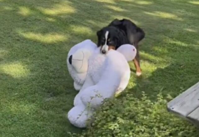 Hadley, il cane riceve un nuovo giocattolo: la reazione ha dell’incredibile