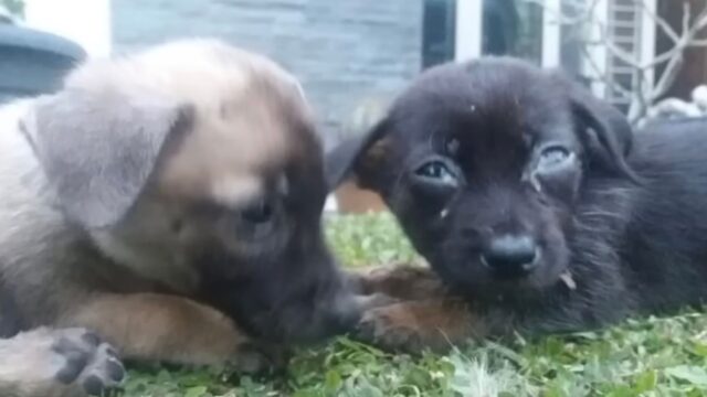 I due cuccioli, fratelli, erano stati abbandonati insieme e in grado solo di contare l’uno sull’altro