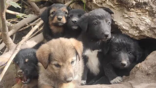 I sei cuccioli abbandonati si sono nascosti in una grotta nella foresta: ritrovarli è stato un vero miracolo