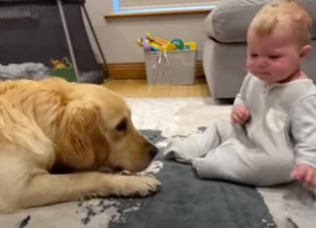 Il Golden Retriever capisce di aver fatto piangere il bambino e fa di tutto per chiedergli scusa