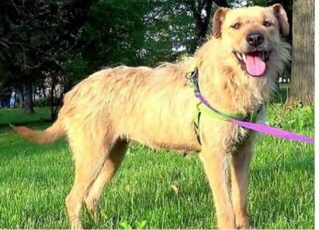 Il cane, ormai triste e desolato, se ne andava in giro con la testa e la coda bassa per quanto era rassegnato