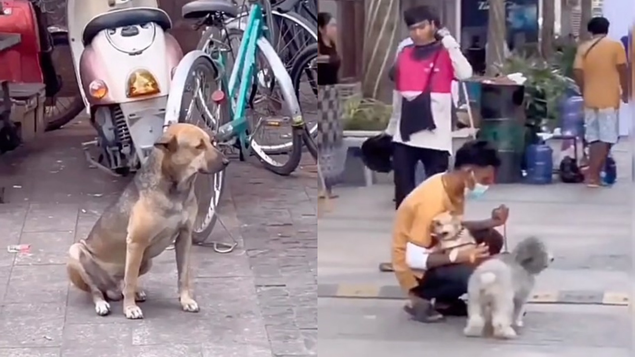 cane randagio e cani di famiglia