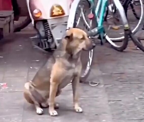 Il cane randagio guarda triste i suoi simili, cagnolini felici tutti insieme ai loro amati padroni