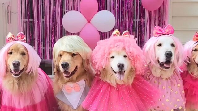 Una festa canina a tema Barbie: scommettiamo che non avete mai visto dei quattro zampe così rosa!