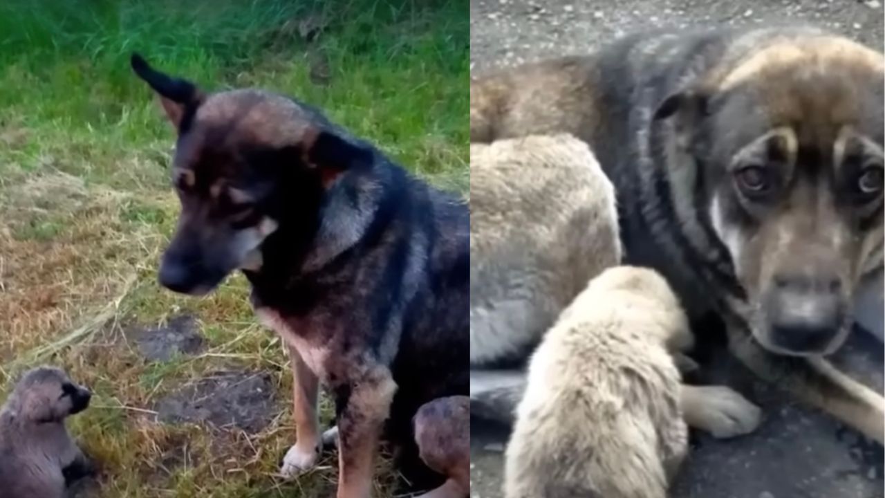 Cucciolo con mamma