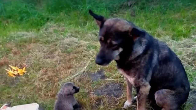 Il cucciolo piangeva disperato davanti alla sua mamma: i due cani non sapevano proprio cosa fare