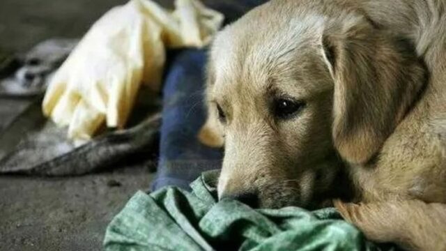 Il mendicante che si prendeva cura di lui è morto, ma il cane chiede ancora cibo per lui