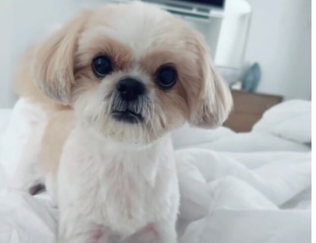 Il modo di questo Shih-Tzu di svegliare la sua mamma nel fine settimana è davvero romanticissimo