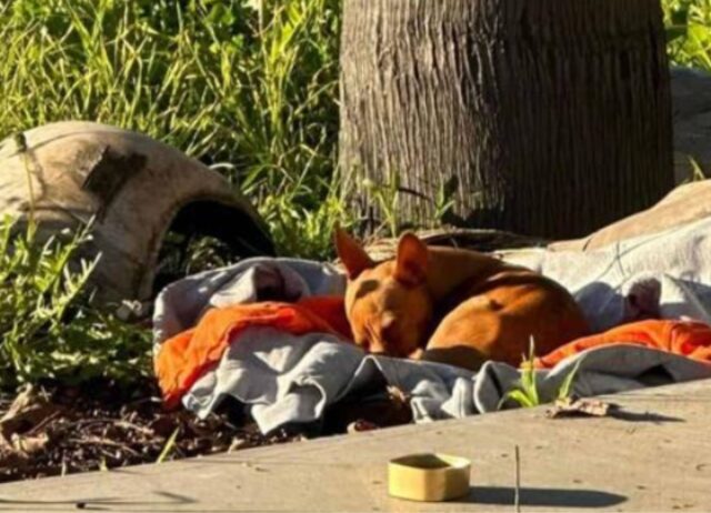 Il piccolo cucciolo randagio dorme in un cantiere edile sperando che arrivi una famiglia che possa amarlo per sempre