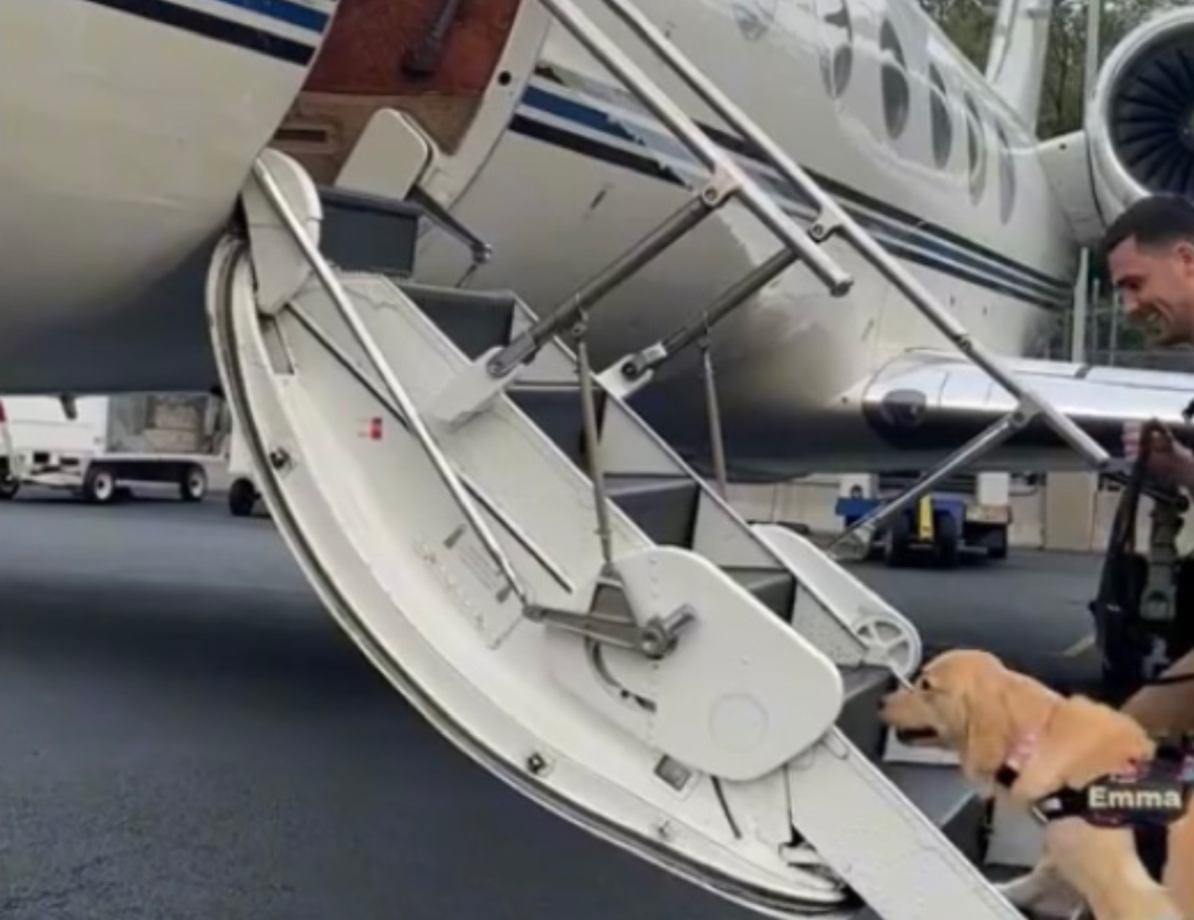 Uomo sale sull’aereo con i cani
