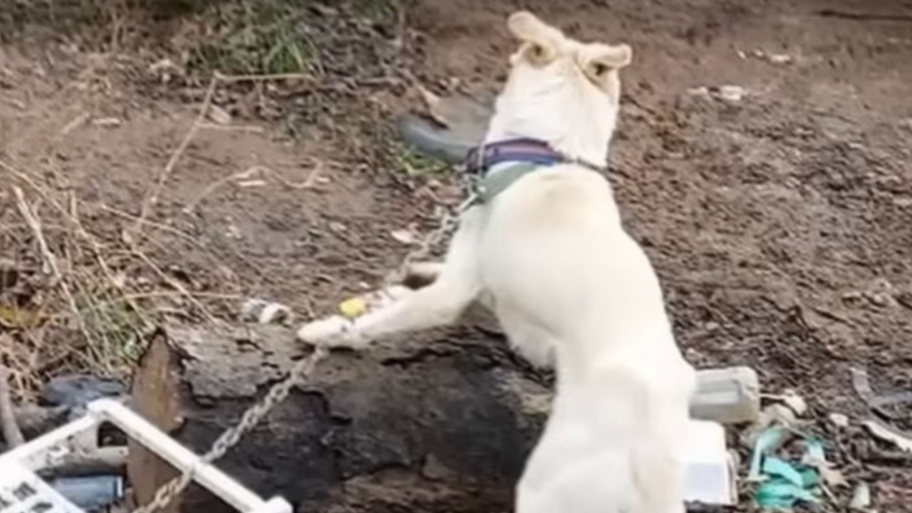 Cagnolina legata al guinzaglio