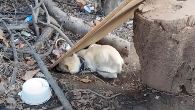 Incatenata e intrappolata, la cagnolina è stata tenuta per moltissimi anni in condizioni a dir poco pessime