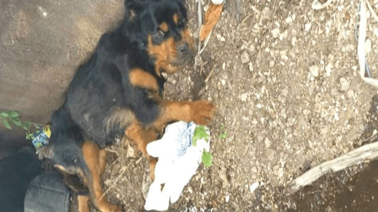 Cagnolina salvata