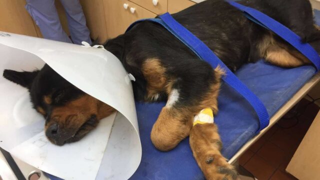 La cagnolina paralizzata e abbandonata in un cassonetto non avrebbe mai pensato che qualcuno l’avrebbe trovata