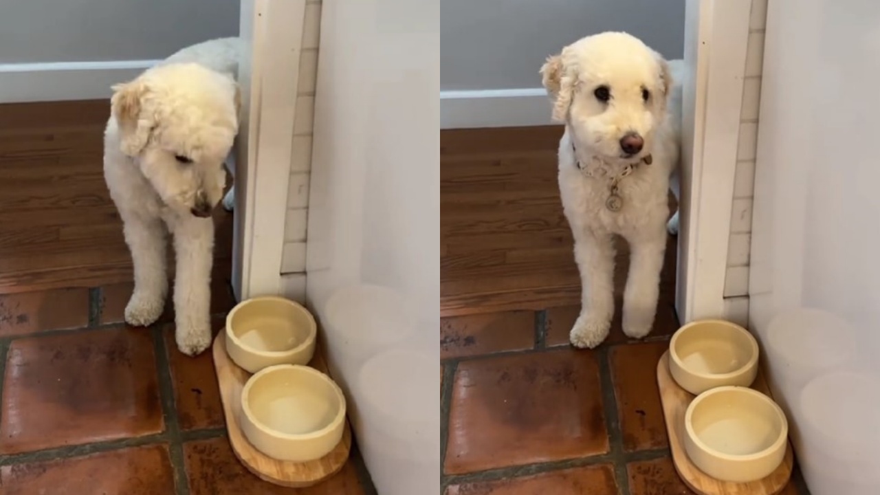 cane aspetta la cena