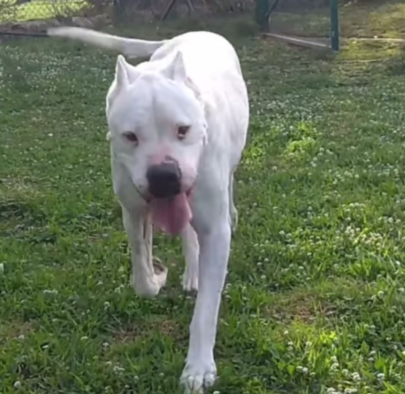 cagnolone bianco