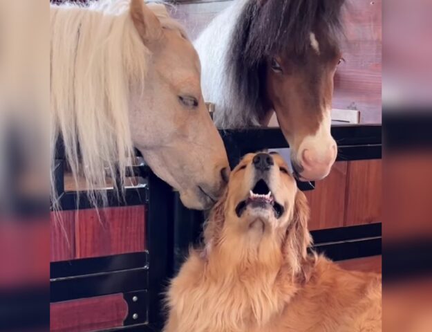 L’amicizia tra questo Golden Retriever e i due cavalli è la cosa più bella che vedrete oggi