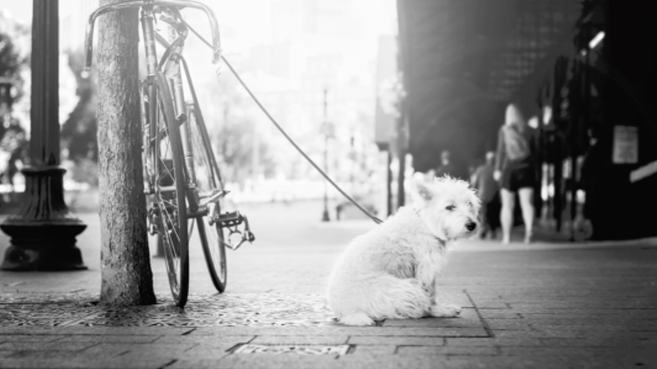 Cane vicino alla bicicletta