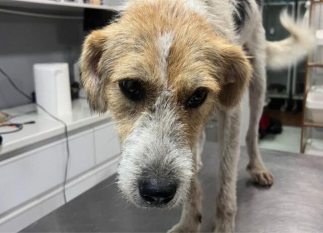 Lo hanno trovato coperto di ferite e pieno di dolori, eppure questo cane non aveva rinunciato a vivere