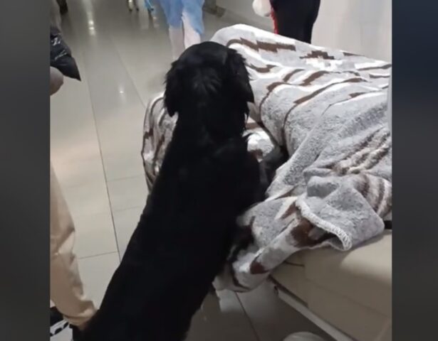 cane in ospedale