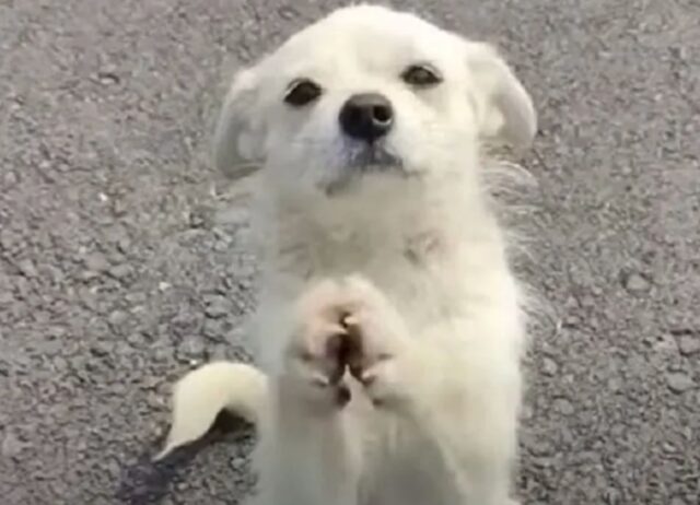 Mamma cane fa l’impensabile, pur di aiutare i suoi cuccioli blocca la strada e chiede cibo per loro