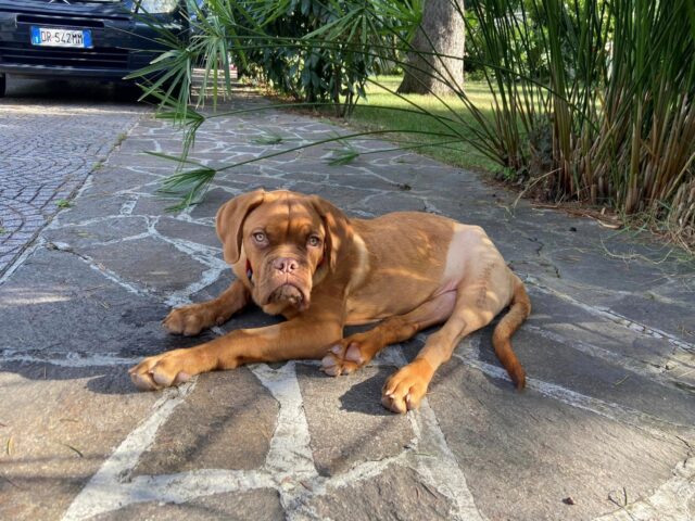 Nico, il Dogue de Bordeaux con un problema alle zampette cerca una famiglia: nessuno vuole adottarlo perché è diverso