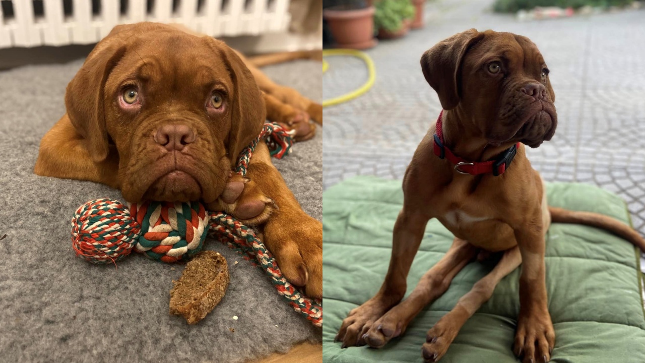 Nico Dogue de Bordeaux