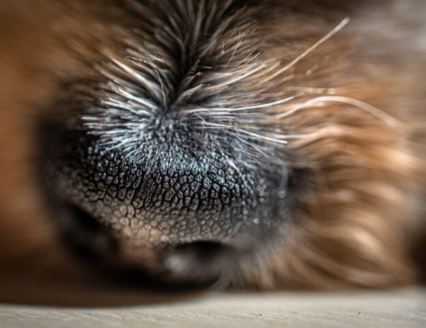 Non solo loro, anche noi: lo hanno detto gli scienziati, riconosciamo i nostri cani grazie al loro odore